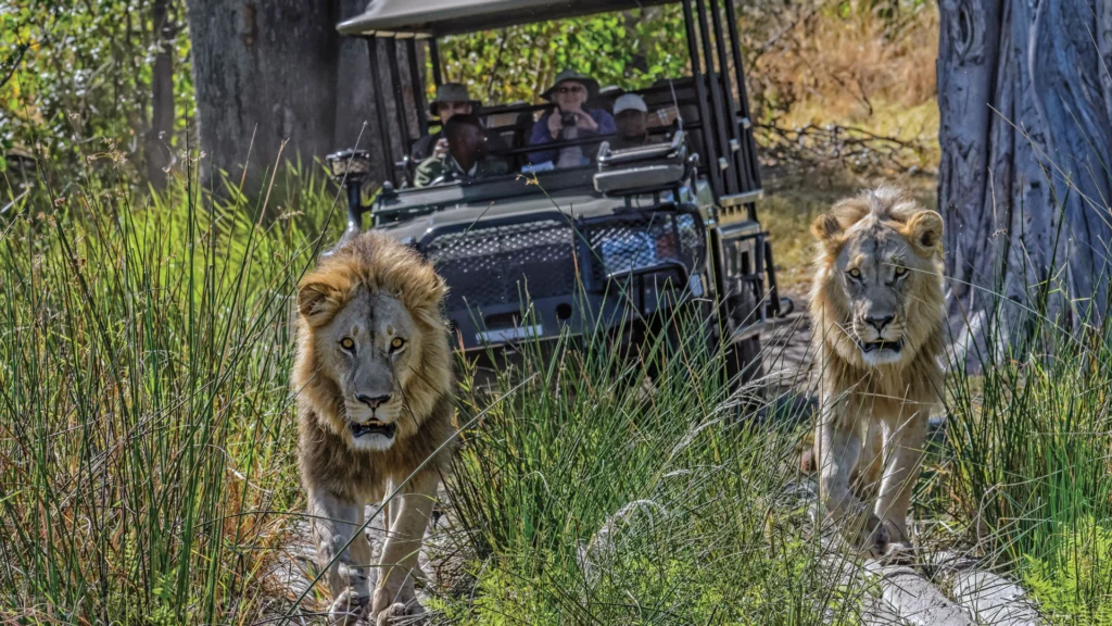 Two male lions on a game drive in Botswana