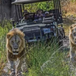 Two male lions on a game drive in Botswana
