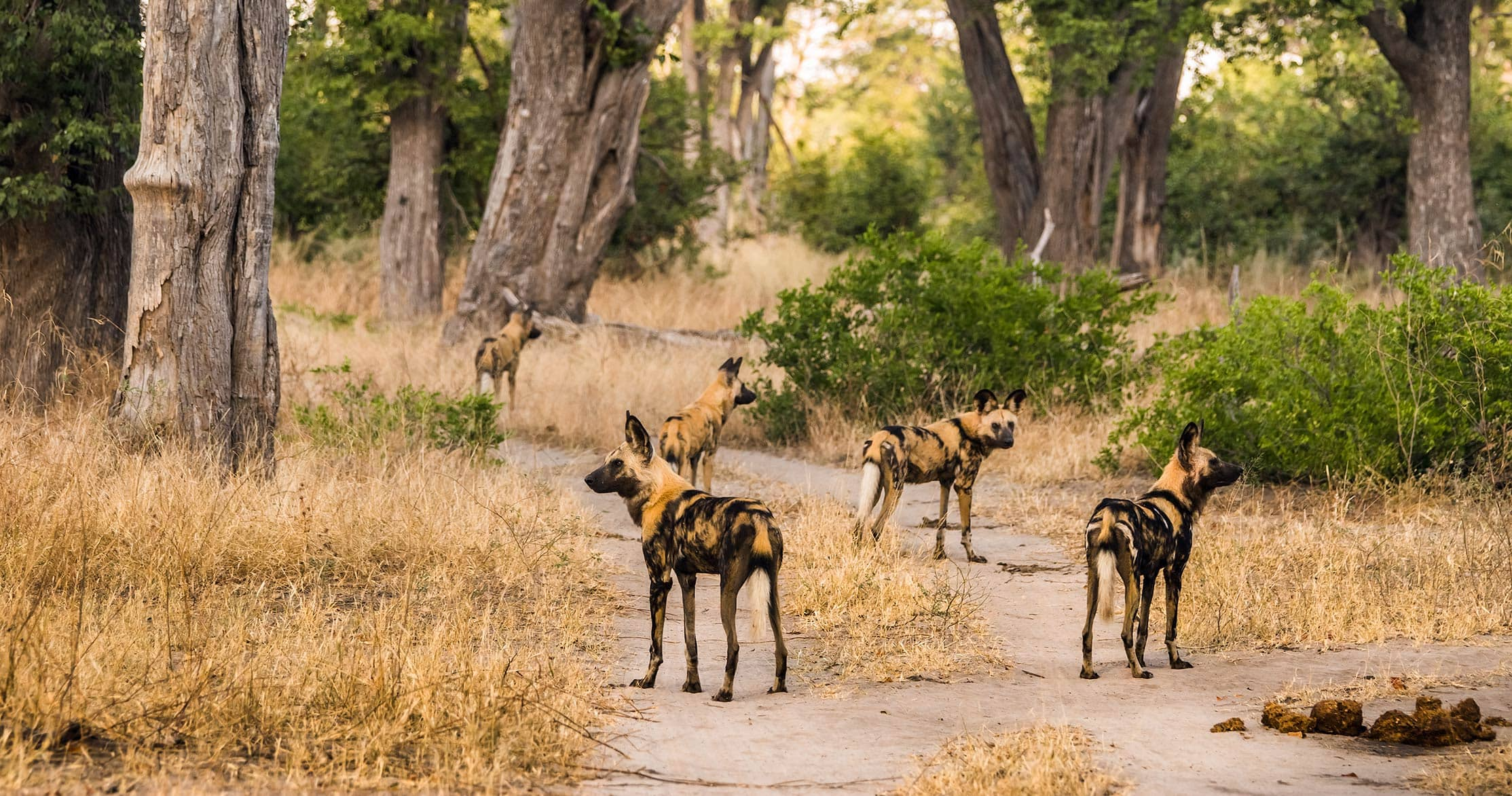 moremi-safari