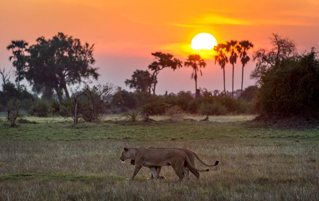 moremi-wildlife-reserve-1-2-1110x700